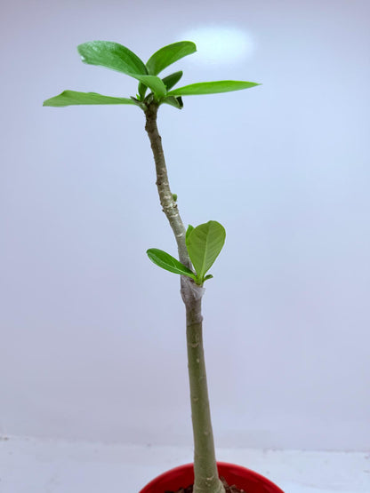 Desert Rose - Adenium Obesum- Grafted #110
