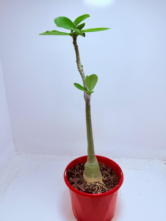 Desert Rose - Adenium Obesum- Grafted #110