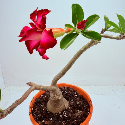 Desert Rose - Adenium Obesum #201