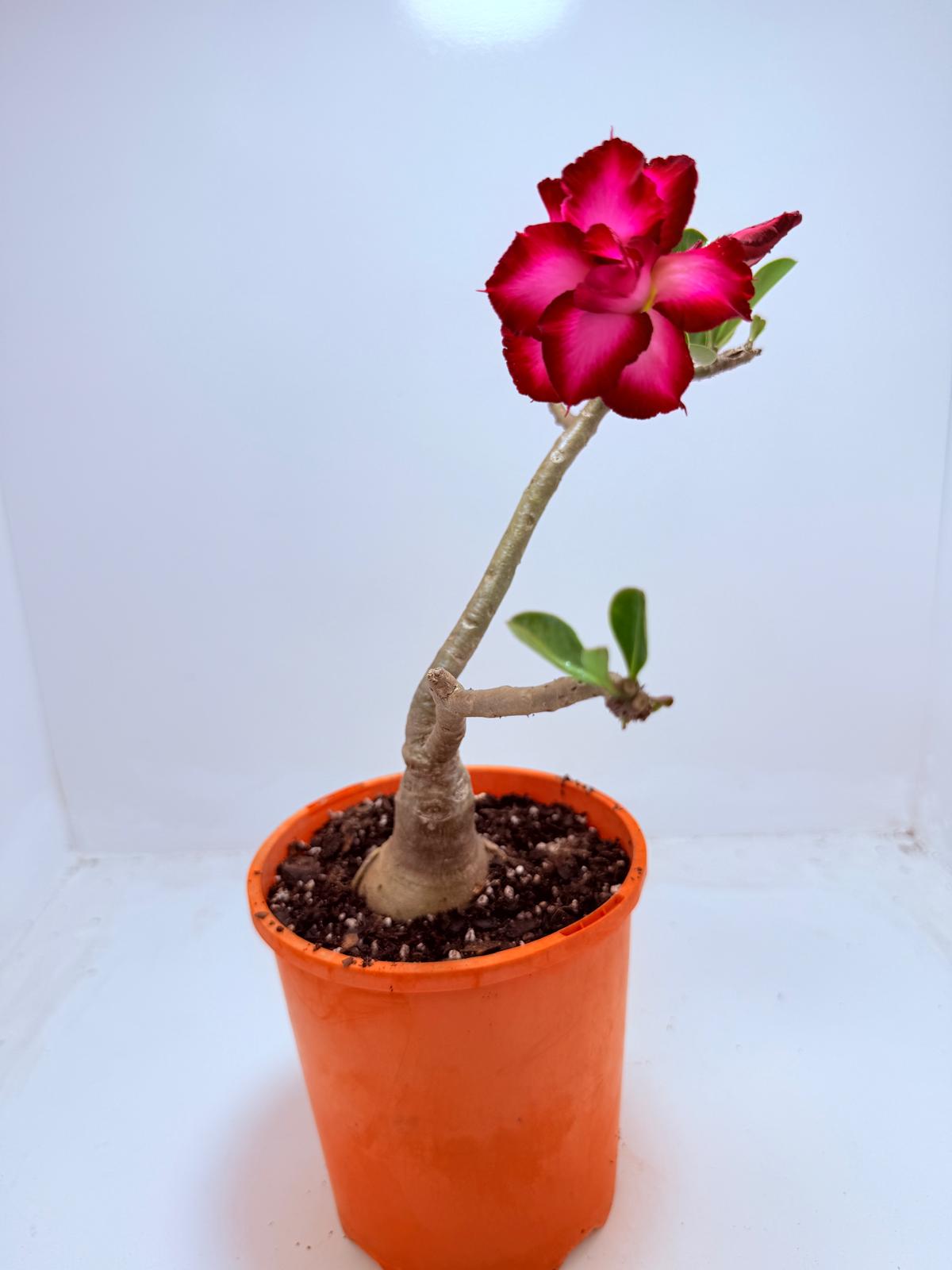 Desert Rose - Adenium Obesum #201