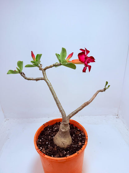 Desert Rose - Adenium Obesum #201