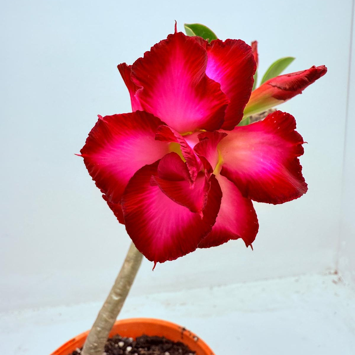 Desert Rose - Adenium Obesum #201