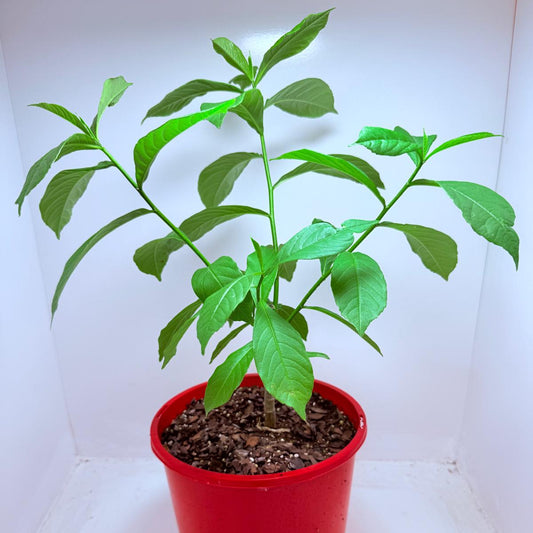 Baobab Plant -Adasonia Digitata #101