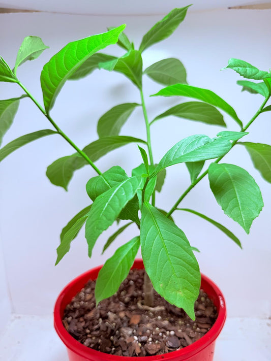 Baobab Plant -Adasonia Digitata #101