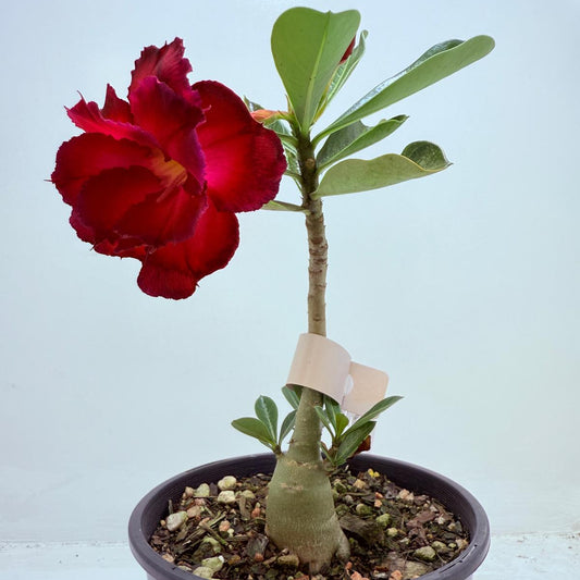 Desert Rose - Adenium Obesum #7