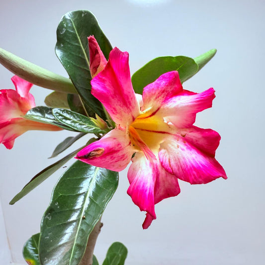 Desert Rose - Adenium Obesum 74