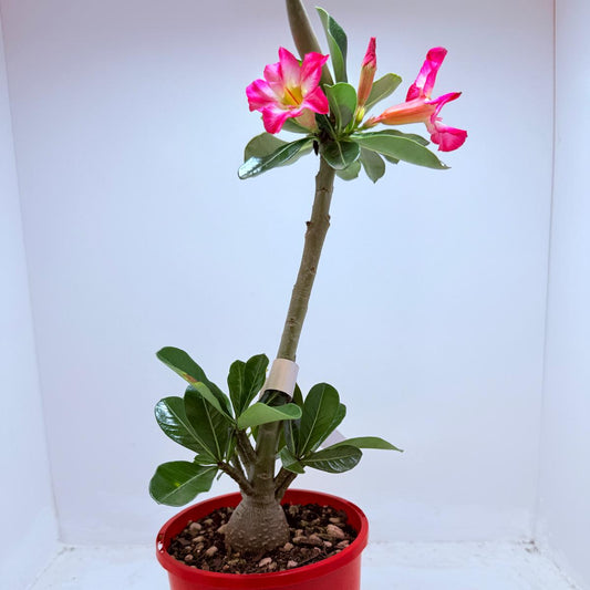 Desert Rose - Adenium Obesum 74