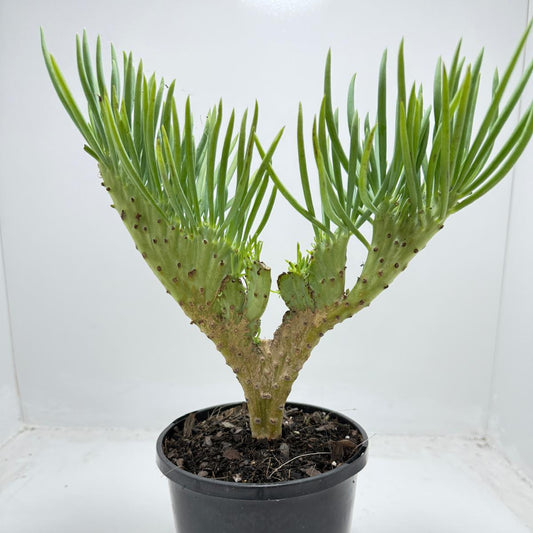 Mermaid Tail : Crested Senecio Talinoides - Narrow Leaf Chalk Stick #451