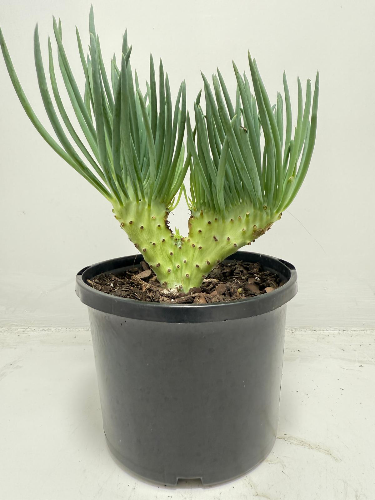 Mermaid Tail : Crested Senecio Talinoides - Narrow Leaf Chalk Stick #452