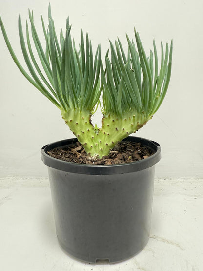 Mermaid Tail : Crested Senecio Talinoides - Narrow Leaf Chalk Stick #452