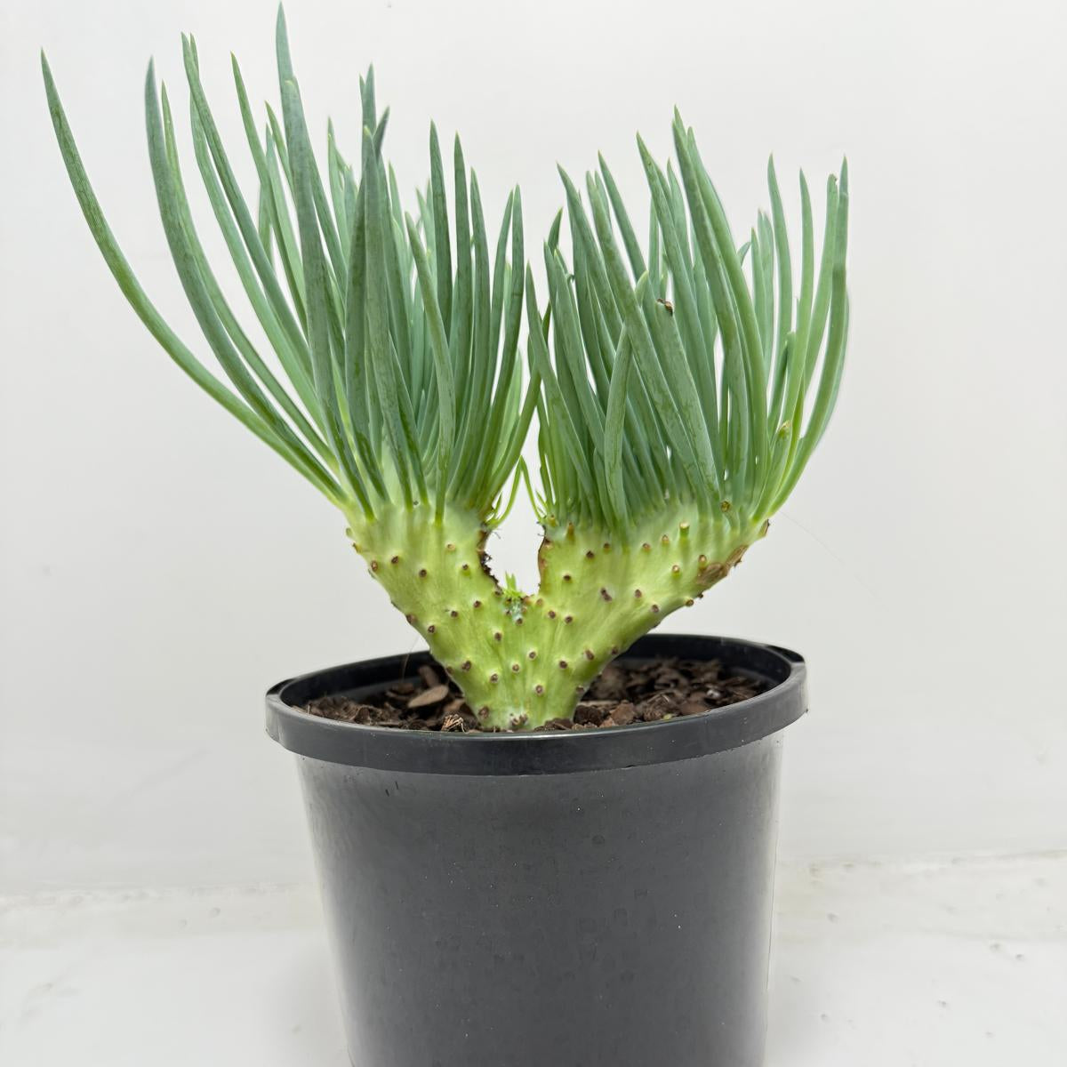 Mermaid Tail : Crested Senecio Talinoides - Narrow Leaf Chalk Stick #452