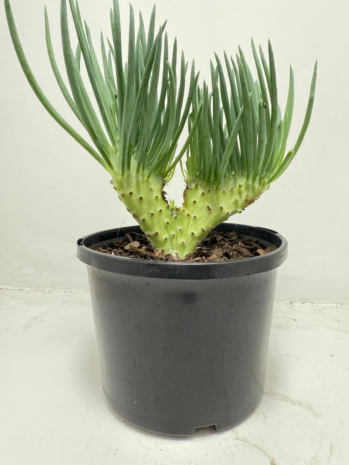 Mermaid Tail : Crested Senecio Talinoides - Narrow Leaf Chalk Stick #452