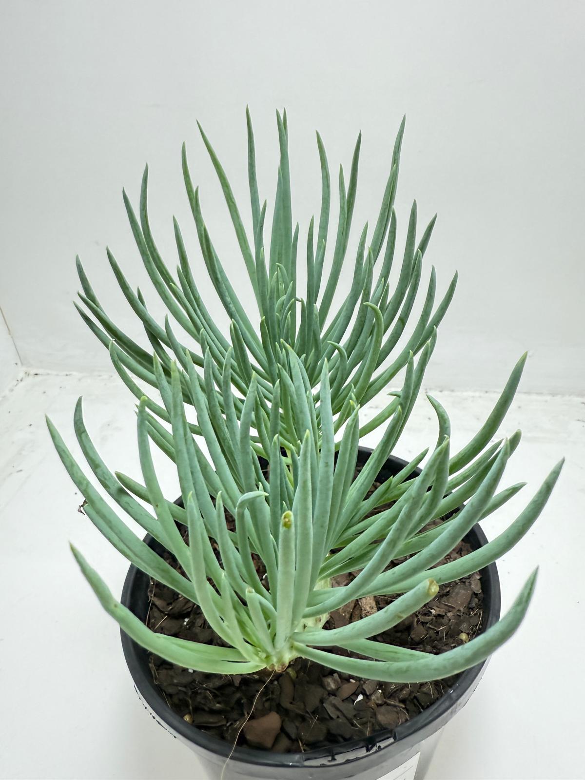 Mermaid Tail : Crested Senecio Talinoides - Narrow Leaf Chalk Stick #452