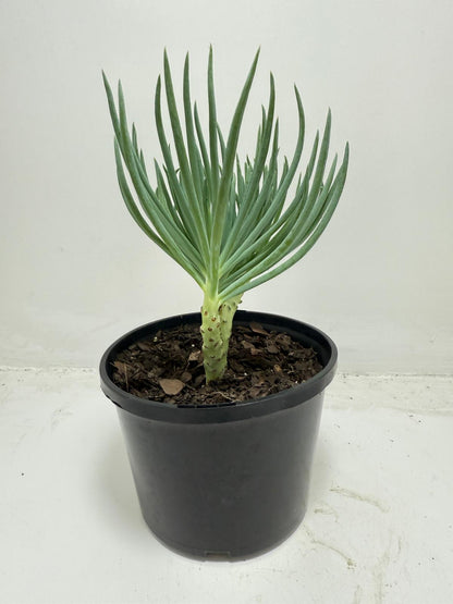 Mermaid Tail : Crested Senecio Talinoides - Narrow Leaf Chalk Stick #452