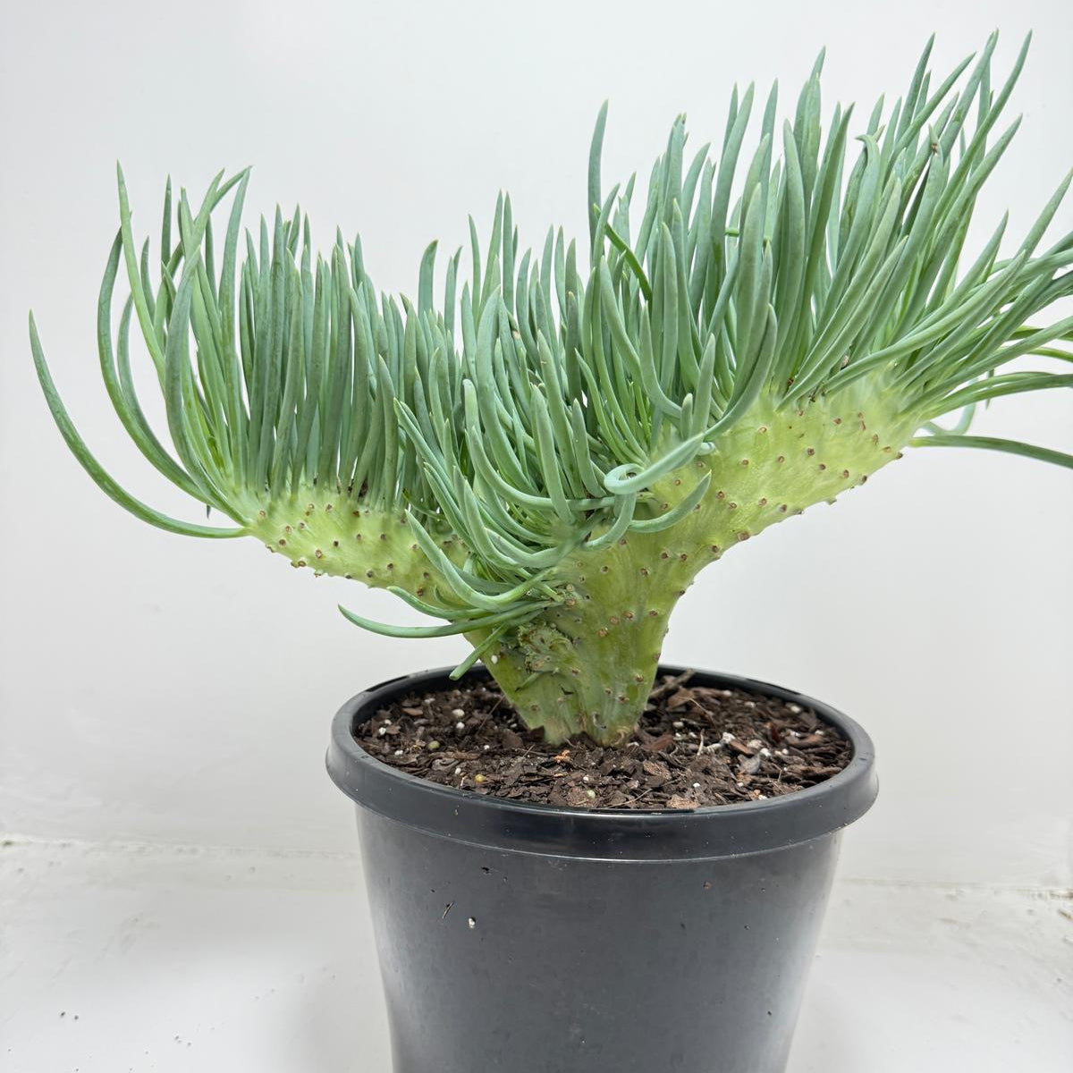 Mermaid Tail : Crested Senecio Talinoides - Narrow Leaf Chalk Stick #453