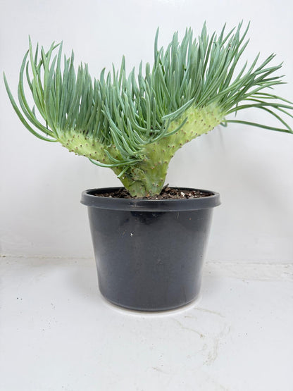 Mermaid Tail : Crested Senecio Talinoides - Narrow Leaf Chalk Stick #453