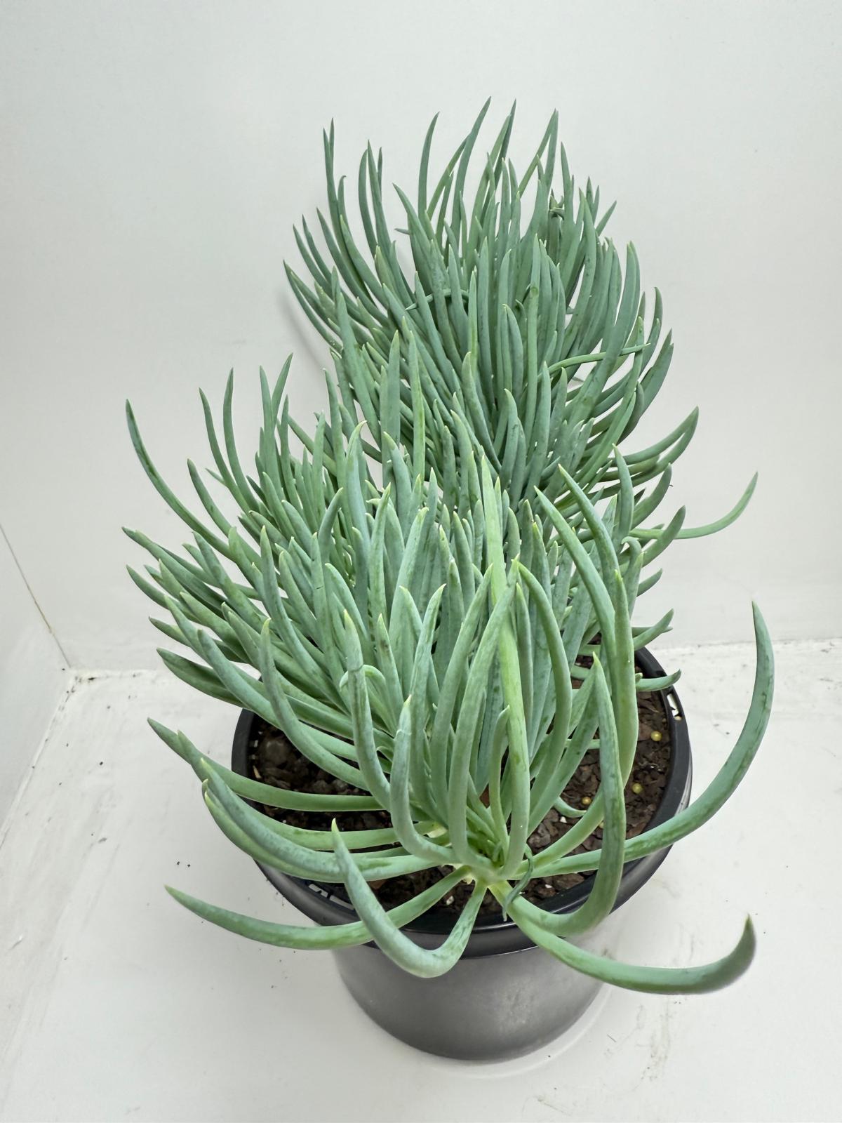 Mermaid Tail : Crested Senecio Talinoides - Narrow Leaf Chalk Stick #453