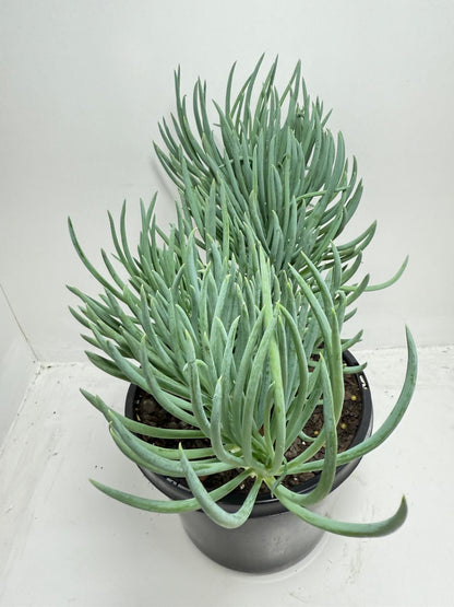 Mermaid Tail : Crested Senecio Talinoides - Narrow Leaf Chalk Stick #453