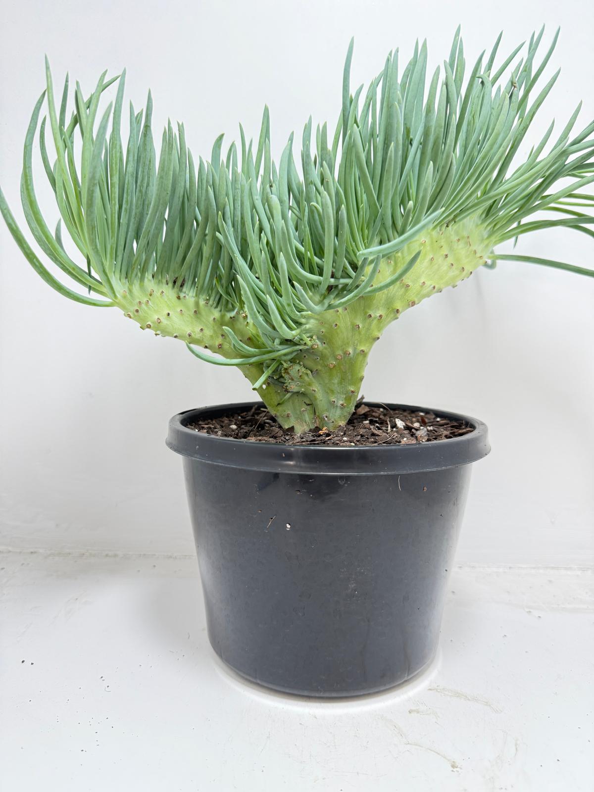 Mermaid Tail : Crested Senecio Talinoides - Narrow Leaf Chalk Stick #453