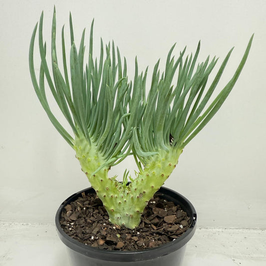 Mermaid Tail : Crested Senecio Talinoides - Narrow Leaf Chalk Stick #457