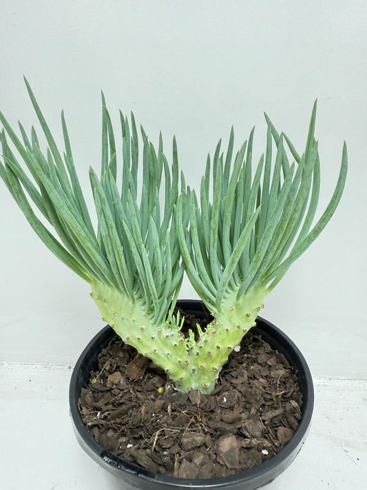 Mermaid Tail : Crested Senecio Talinoides - Narrow Leaf Chalk Stick #458