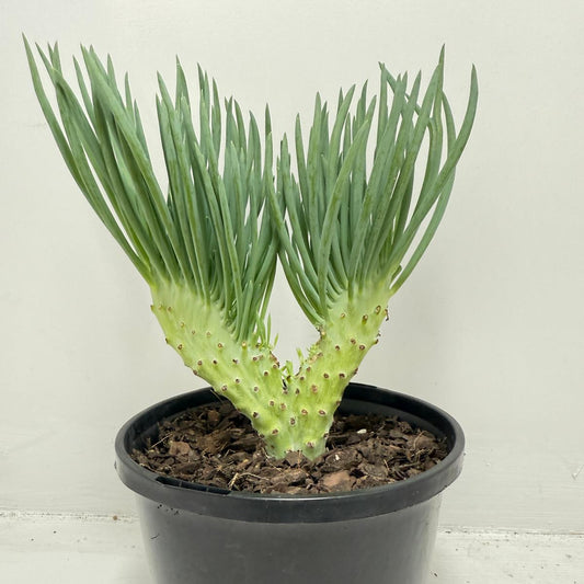 Mermaid Tail : Crested Senecio Talinoides - Narrow Leaf Chalk Stick #458