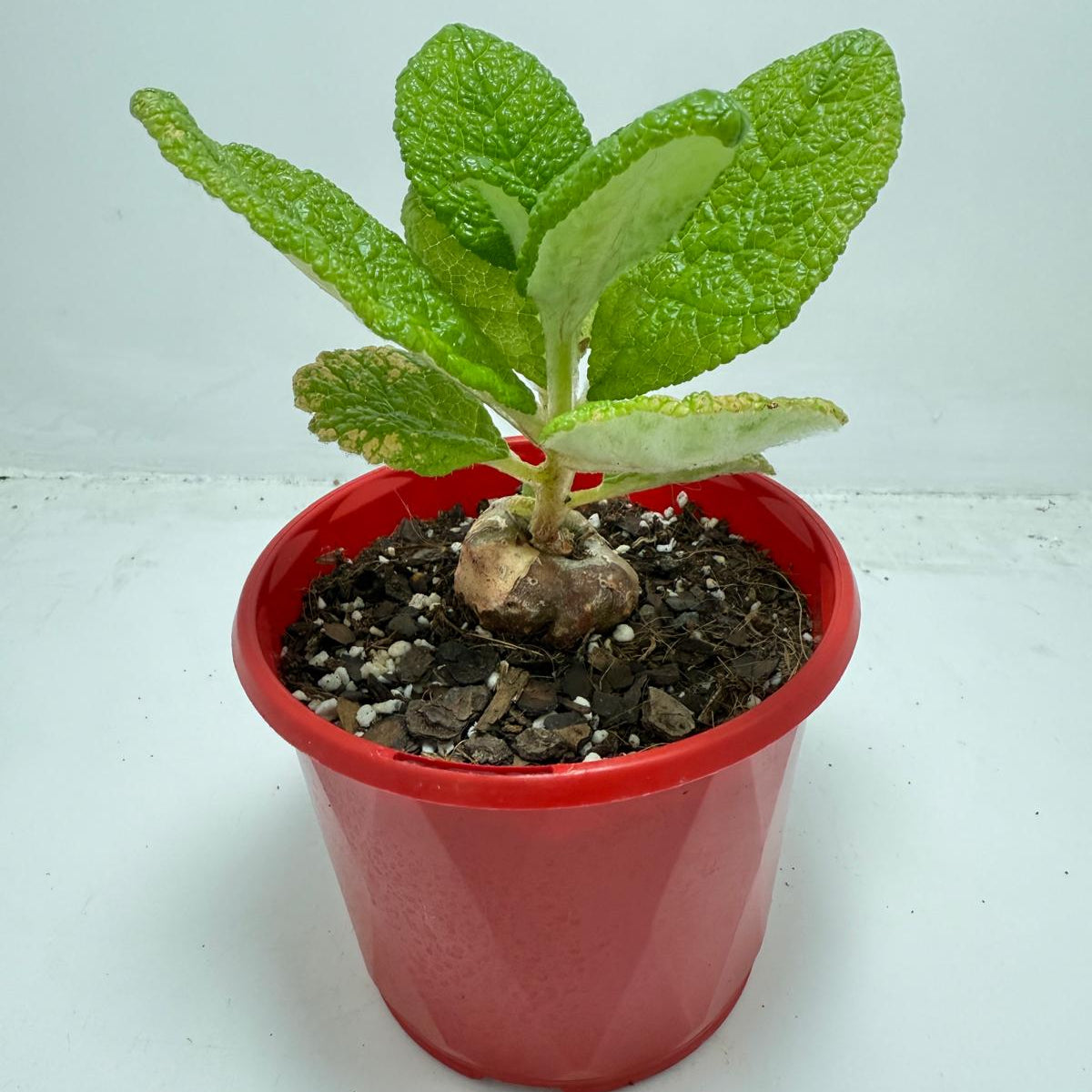 Sinningia bullata 130mm