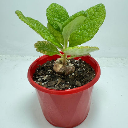 Sinningia bullata 130mm
