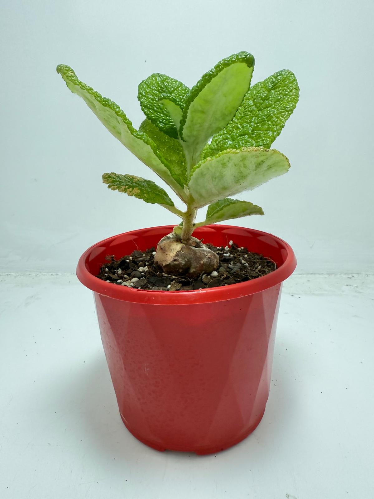 Sinningia bullata 130mm