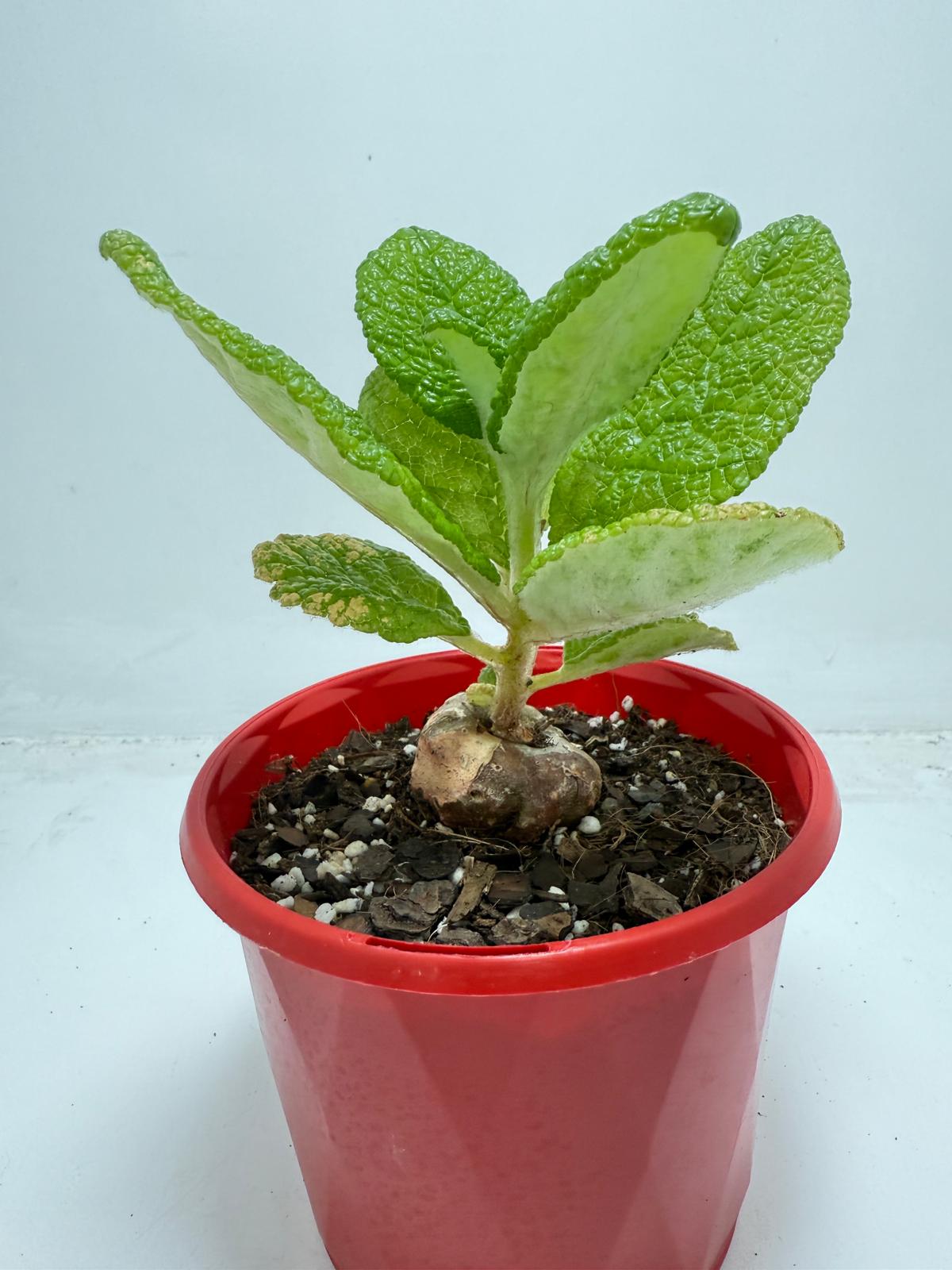 Sinningia bullata 130mm