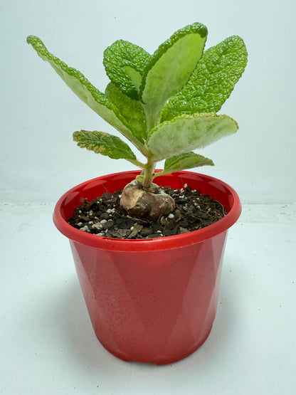 Sinningia bullata 130mm