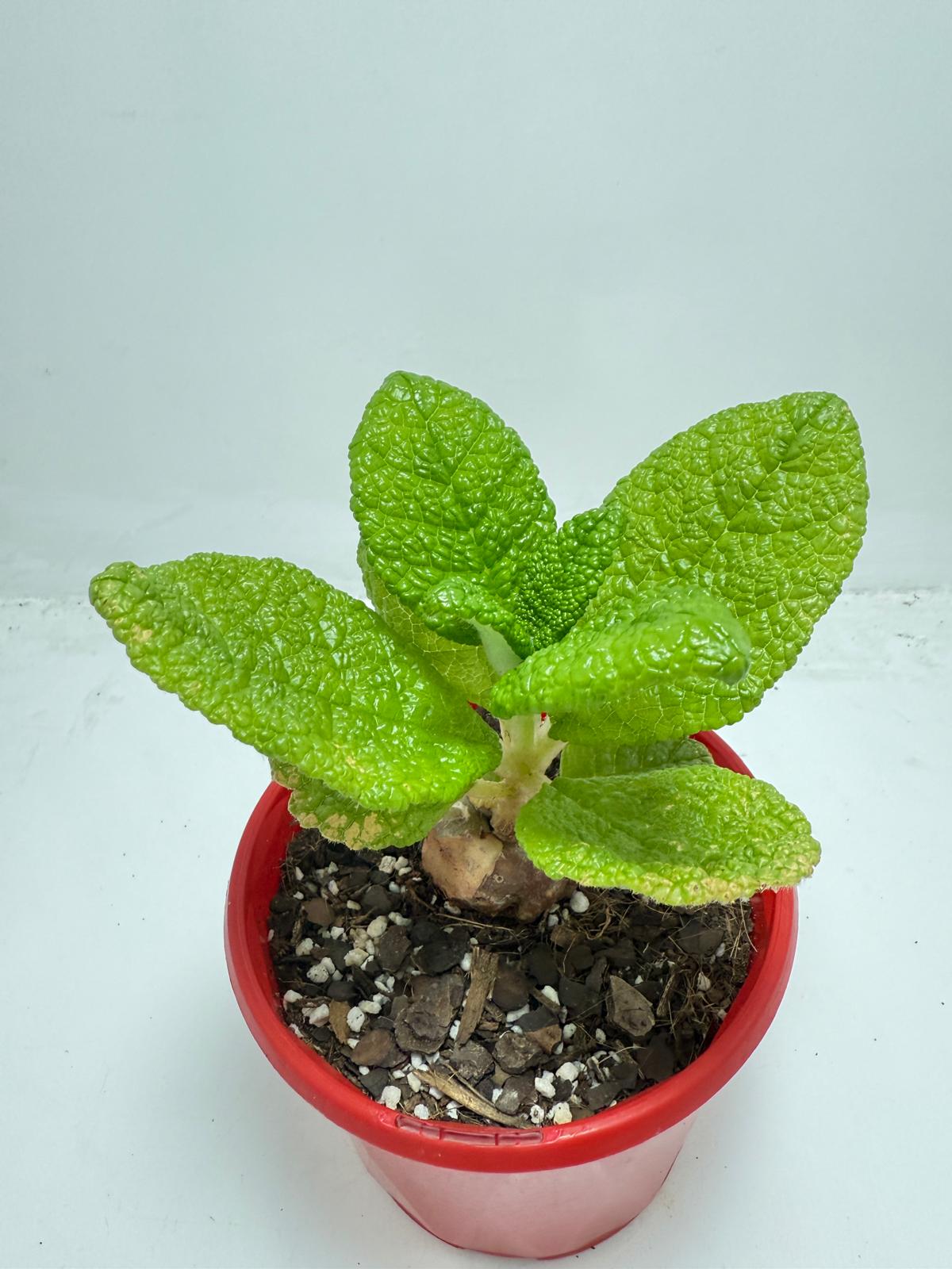 Sinningia bullata 130mm