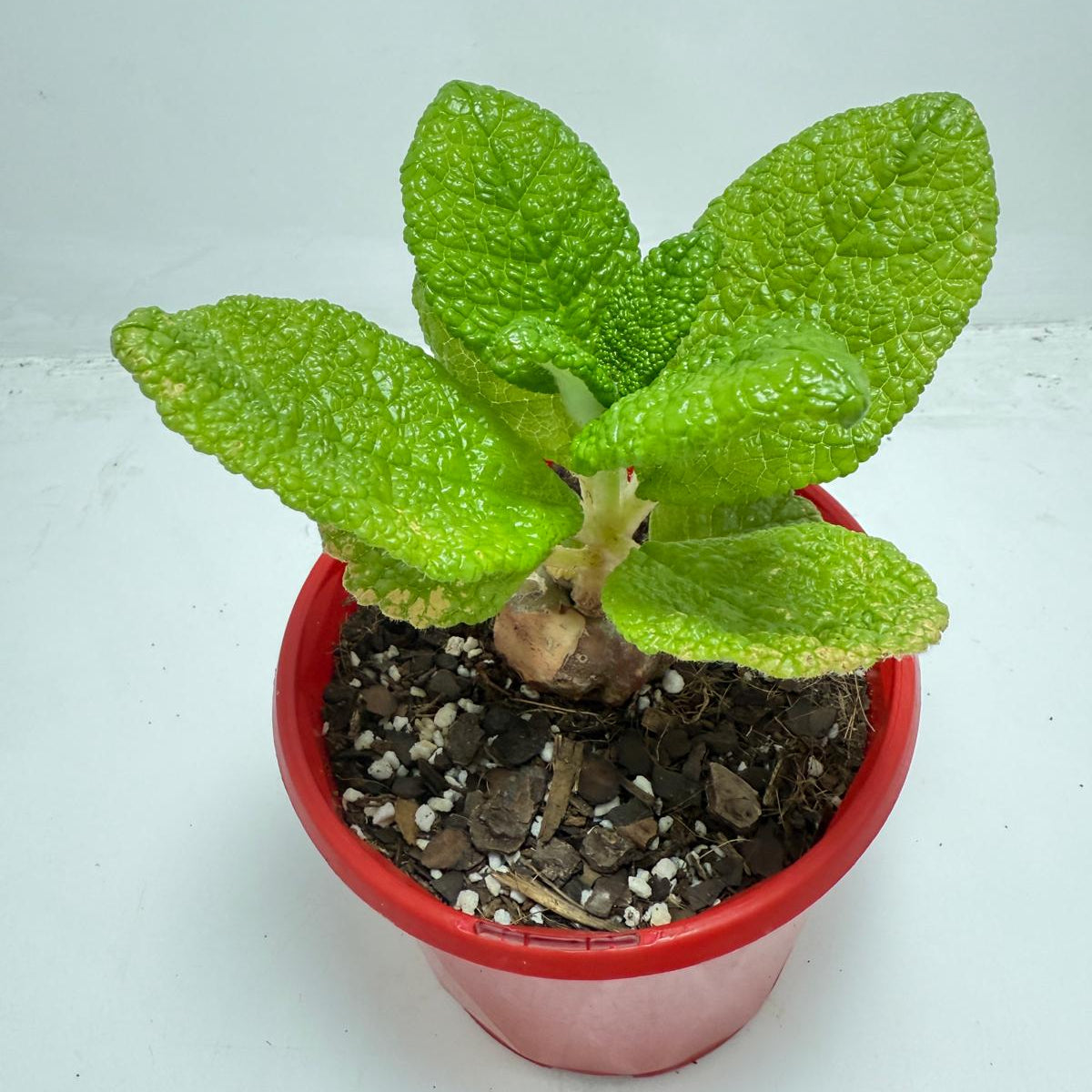 Sinningia bullata 130mm