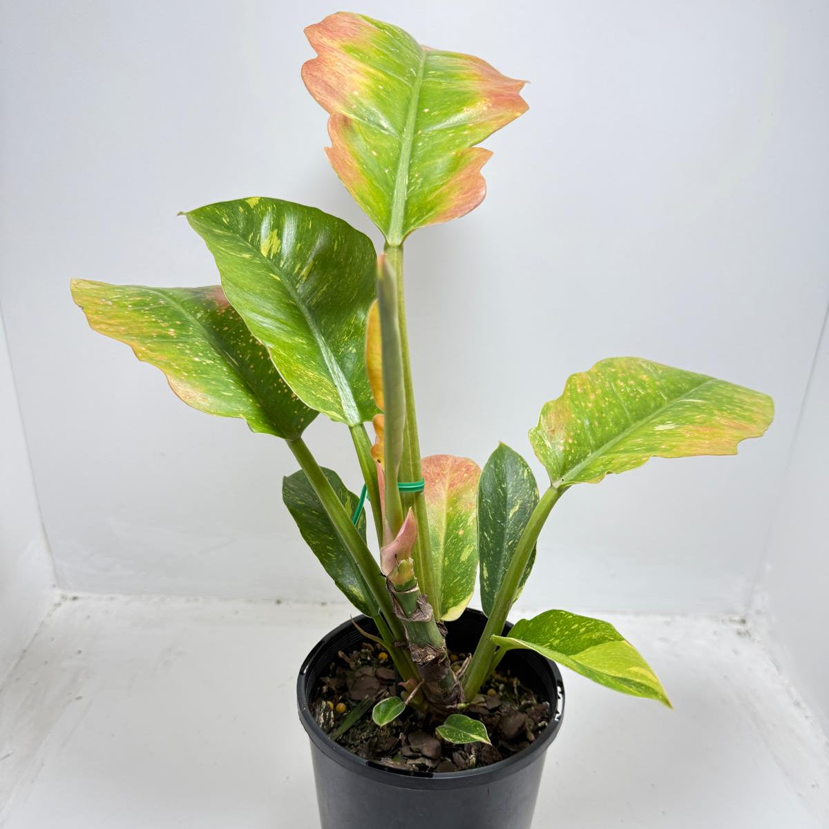 Philodendron Ring Of Fire