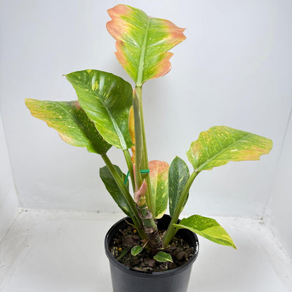 Philodendron Ring Of Fire