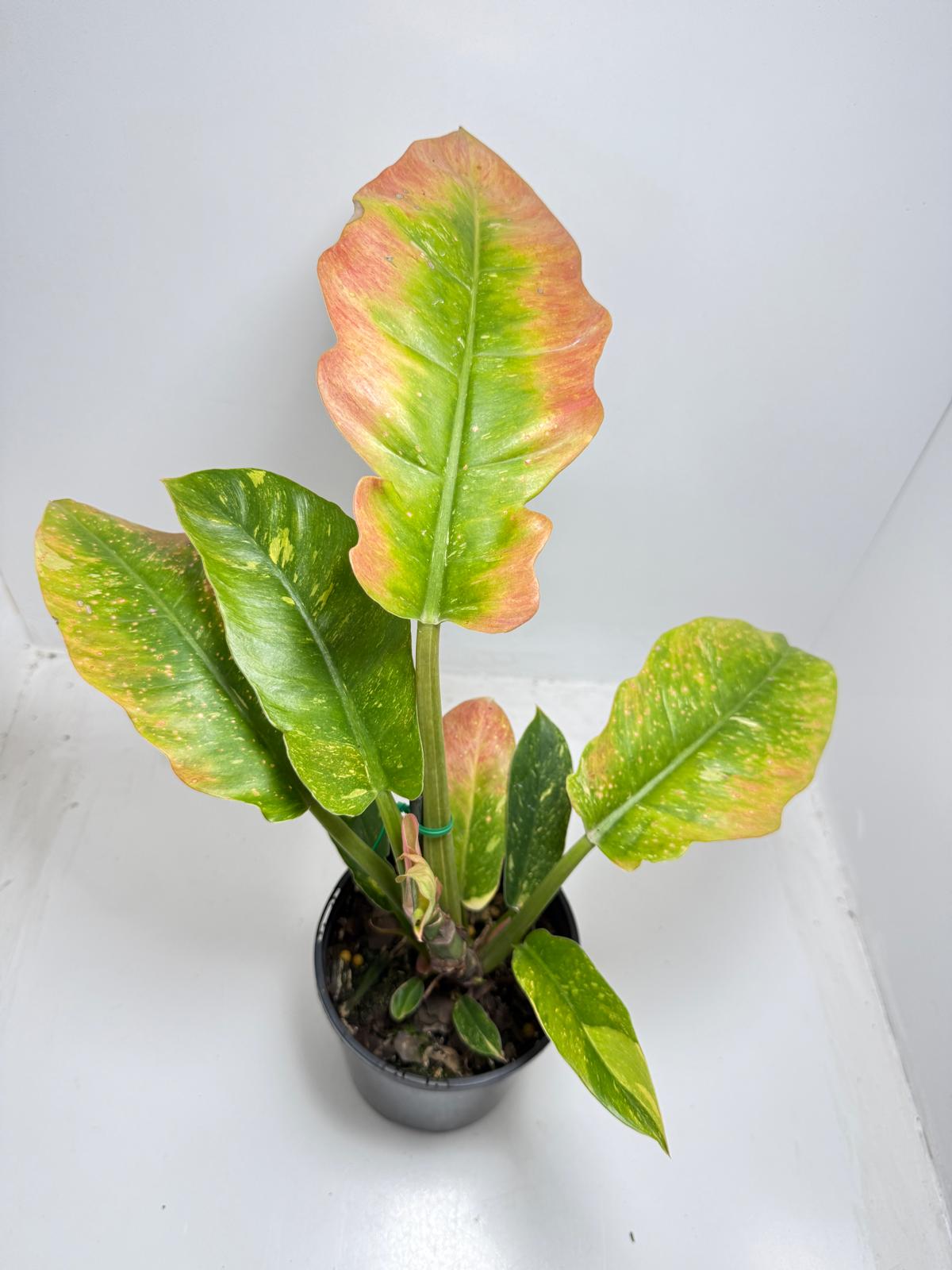 Philodendron Ring Of Fire