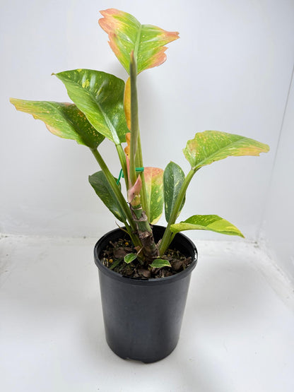 Philodendron Ring Of Fire