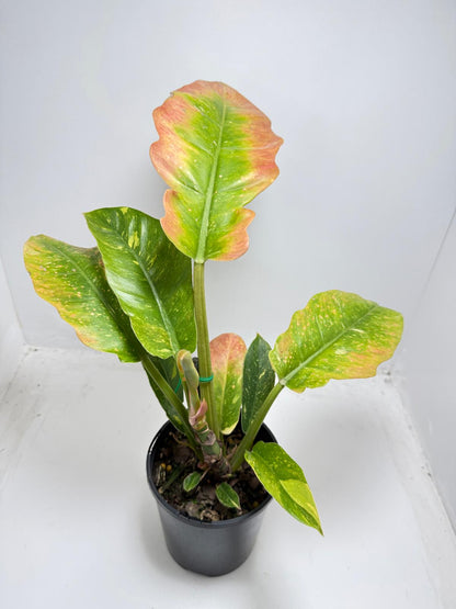 Philodendron Ring Of Fire