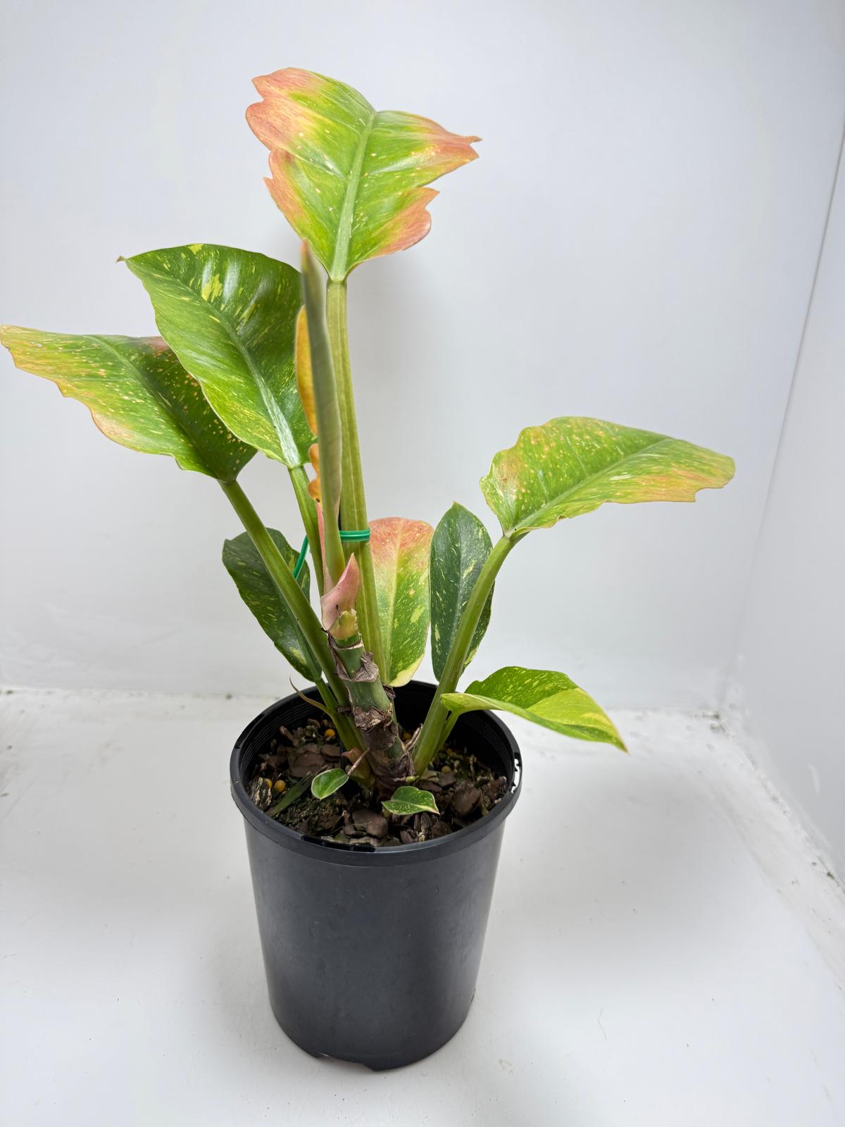 Philodendron Ring Of Fire