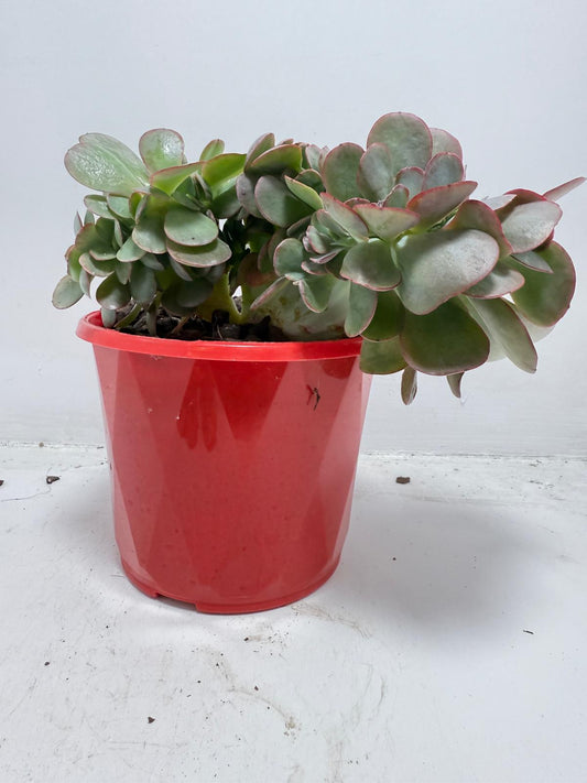 Echeveria Zorro Crested 130mm