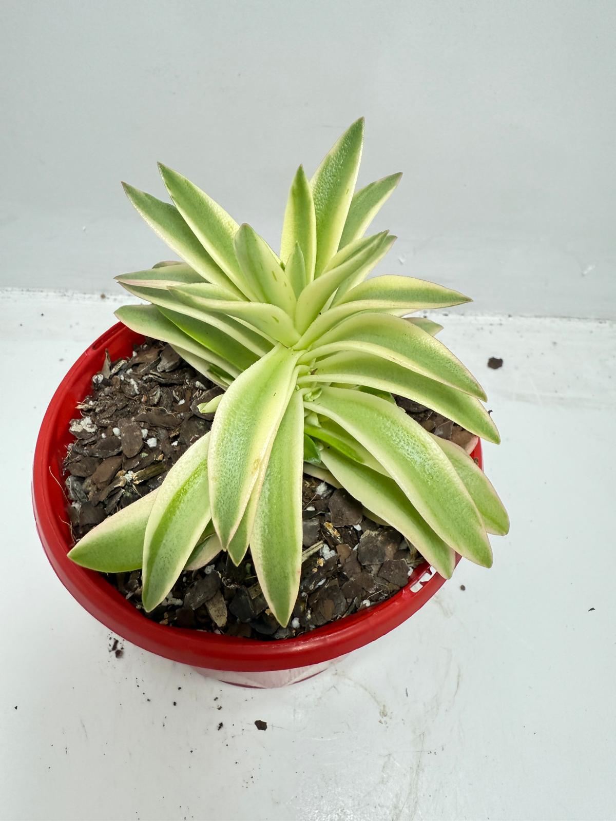Crassula Capitella Campfire Variegated
