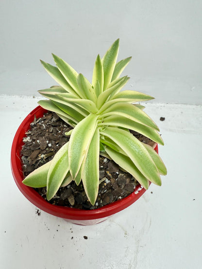 Crassula Capitella Campfire Variegated