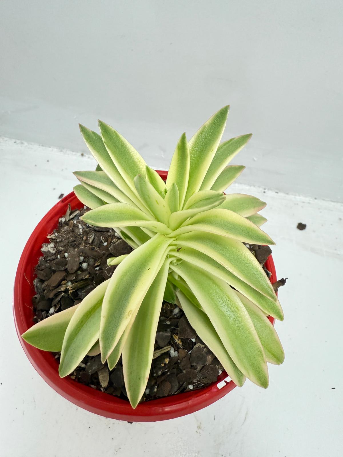 Crassula Capitella Campfire Variegated