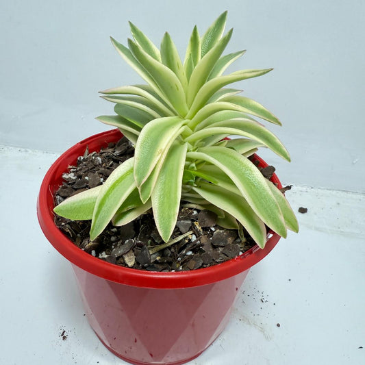 Crassula Capitella Campfire Variegated