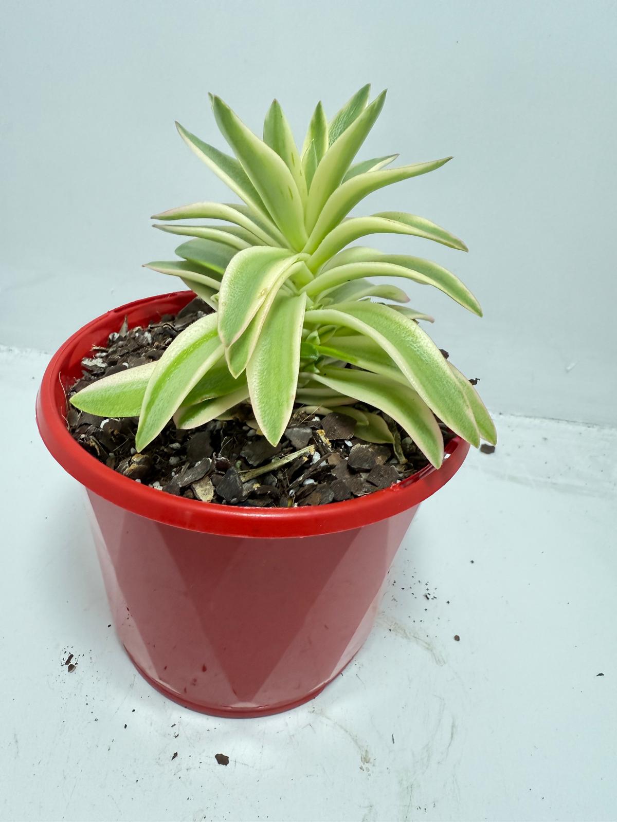 Crassula Capitella Campfire Variegated