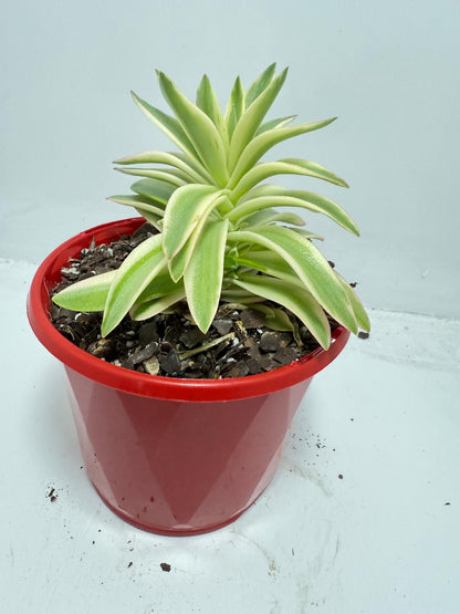 Crassula Capitella Campfire Variegated