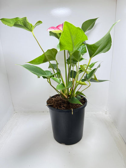 Anthurium Beauty Queen - 100mm with pot