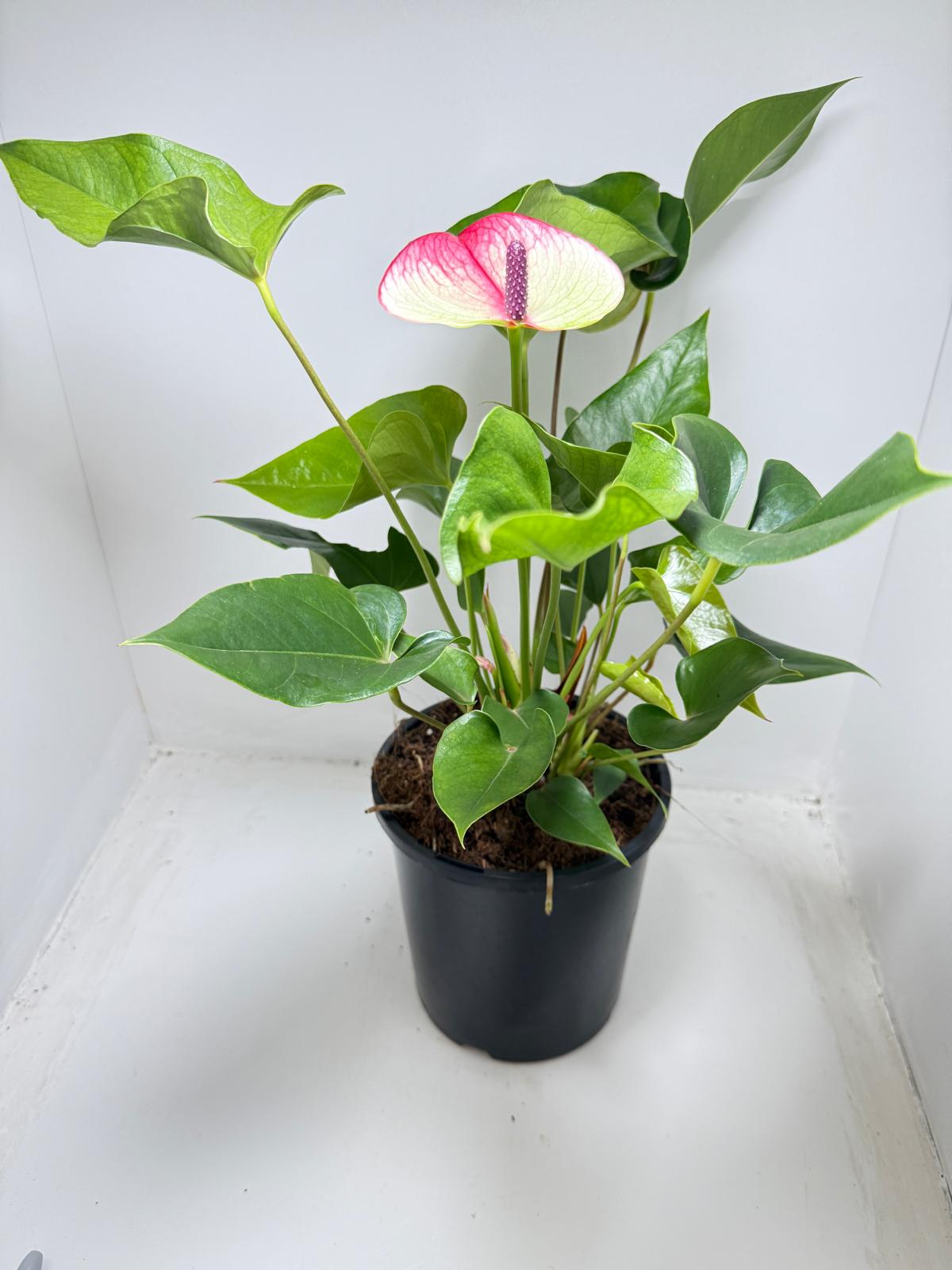 Anthurium Beauty Queen - 100mm with pot