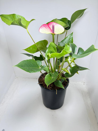 Anthurium Beauty Queen - 100mm with pot