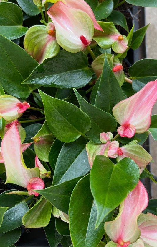 anthurium scherzerianum christine Buy Anthurium Pigtail Christine White